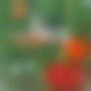 Професионална штепселка за растенија | PLANTBRAND