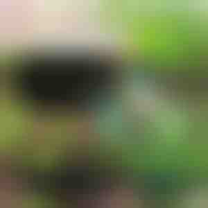 Еколошка градина за вашите растенија | PLANTIE